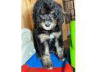 Bernese Mountain Dog Puppy for sale in Mondovi, WI, USA