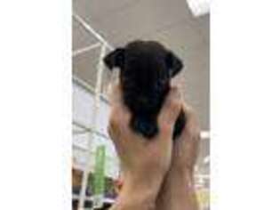 Pug Puppy for sale in Richmond, CA, USA