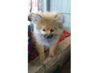 Pomeranian Puppy for sale in Oroville, CA, USA