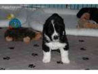 Newfoundland Puppy for sale in Pamplin, VA, USA
