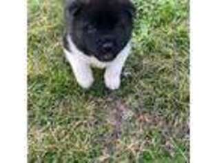 Akita Puppy for sale in Five Points, AL, USA