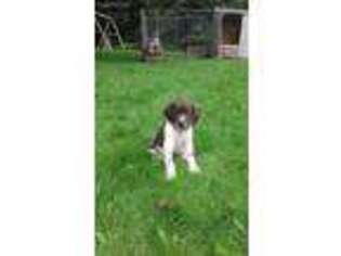 German Shorthaired Pointer Puppy for sale in Whitesville, NY, USA