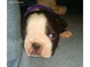 Boston Terrier Puppy for sale in Holly Ridge, NC, USA