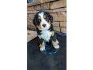 Bernese Mountain Dog Puppy for sale in Bend, OR, USA