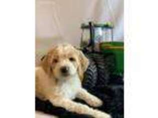 Goldendoodle Puppy for sale in Waterville, IA, USA