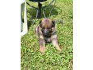 German Shepherd Dog Puppy for sale in Liberty, IN, USA