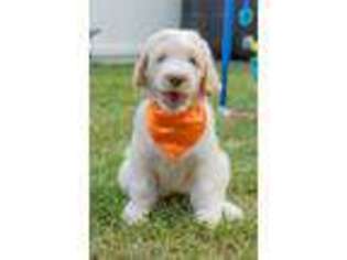 Labradoodle Puppy for sale in Manchester, CT, USA