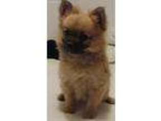 Maltipom Puppy for sale in Hiddenite, NC, USA