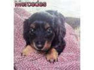 Dachshund Puppy for sale in Summerfield, FL, USA