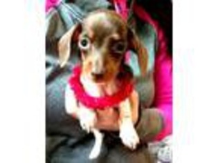 Dachshund Puppy for sale in Lebanon, MO, USA