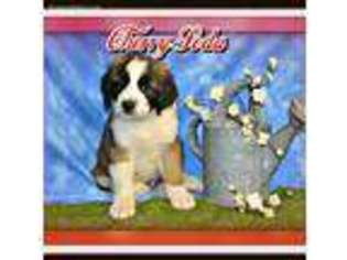 Medium Photo #1 Saint Bernard Puppy For Sale in Canton, OH, USA