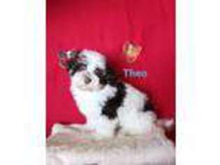 Havanese Puppy for sale in Sullivan, IL, USA