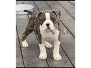 Alapaha Blue Blood Bulldog Puppy for sale in Auburn, AL, USA