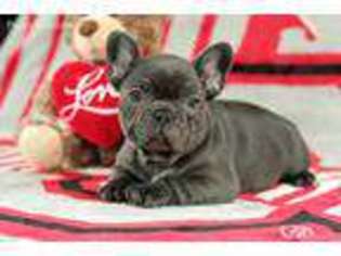 French Bulldog Puppy for sale in Shreve, OH, USA