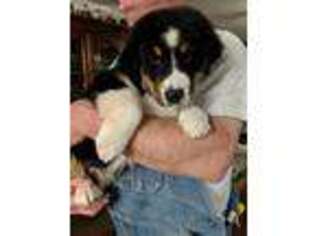 Australian Shepherd Puppy for sale in Kingsland, TX, USA