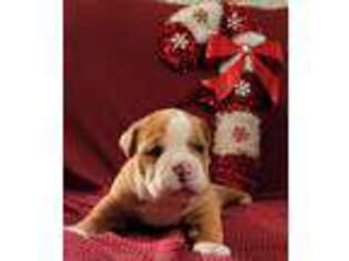 Olde English Bulldogge Puppy for sale in Sheffield Lake, OH, USA