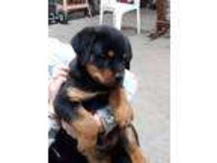 Rottweiler Puppy for sale in Riverside, WA, USA