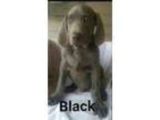 Weimaraner Puppy for sale in Franklin, NE, USA