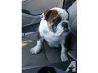 Bulldog Puppy for sale in RICHLAND, WA, USA