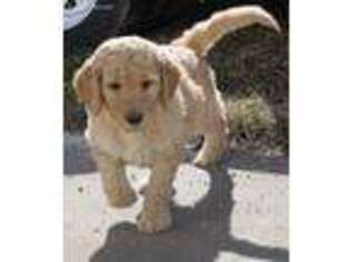 Goldendoodle Puppy for sale in Sperry, IA, USA