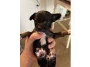 Chihuahua Puppy for sale in Jersey City, NJ, USA