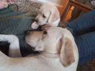 Labrador Retriever Puppy for sale in Post Falls, ID, USA