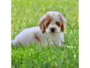 Brittany Puppy for sale in Kensington, KS, USA