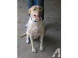 Mutt Puppy for sale in GREENLEAF, ID, USA