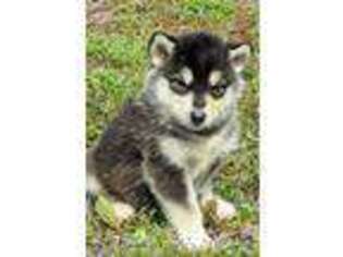 Alaskan Malamute Puppy for sale in Stillwater, OK, USA