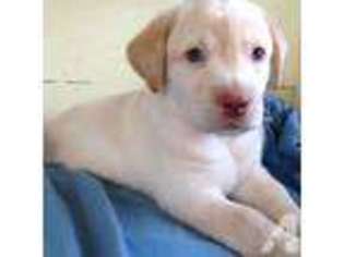 Labrador Retriever Puppy for sale in MANCHESTER, NH, USA