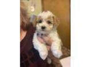 Mutt Puppy for sale in Fortuna, MO, USA