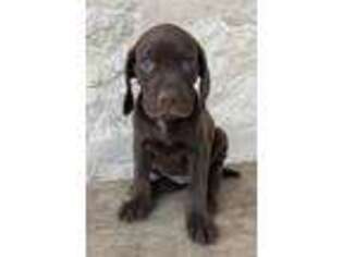 German Shorthaired Pointer Puppy for sale in Driftwood, TX, USA