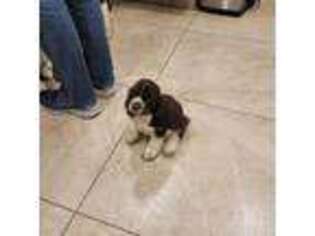 Cocker Spaniel Puppy for sale in Wellington, OH, USA