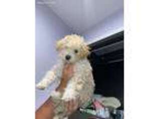 Mutt Puppy for sale in Granada Hills, CA, USA