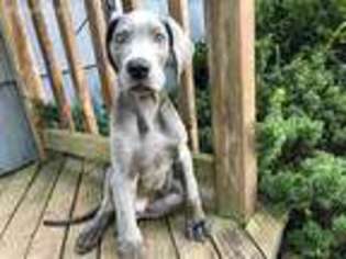 Great Dane Puppy for sale in Titusville, NJ, USA