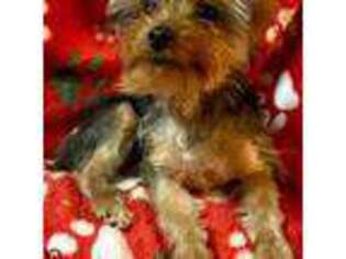 Yorkshire Terrier Puppy for sale in Piedmont, OH, USA