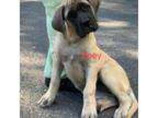 Mastiff Puppy for sale in Browns Mills, NJ, USA