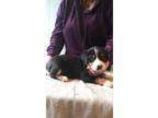 Greater Swiss Mountain Dog Puppy for sale in Bellefonte, PA, USA