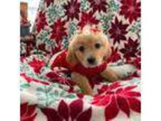 Golden Retriever Puppy for sale in Coral Springs, FL, USA