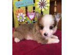 Pembroke Welsh Corgi Puppy for sale in Baileyville, KS, USA