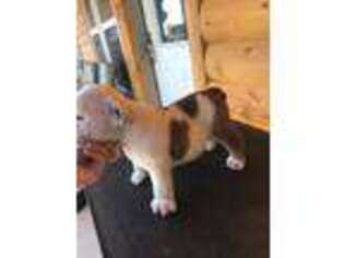 Bulldog Puppy for sale in Jay, OK, USA