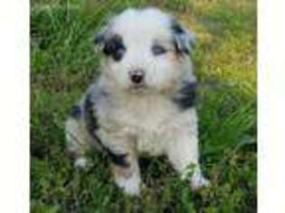 Australian Shepherd Puppy for sale in Oologah, OK, USA