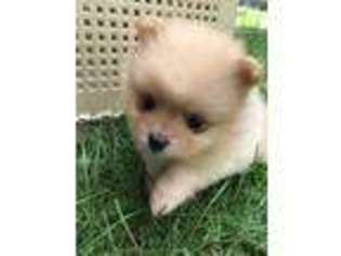 Pomeranian Puppy for sale in Crosby, MN, USA