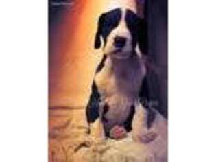 Great Dane Puppy for sale in Bedford, TX, USA