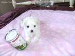 Maltese Puppy for sale in Buxton, ME, USA