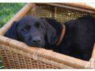Medium Photo #1 Labrador Retriever Puppy For Sale in EXETER, CA, USA