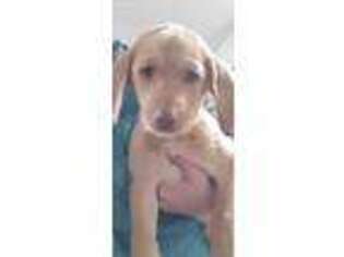 Labradoodle Puppy for sale in Manhattan, MT, USA