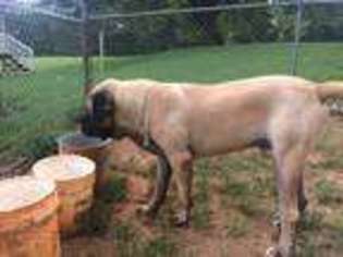 Mastiff Puppy for sale in Hickory, NC, USA