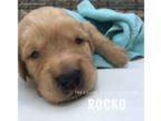 Golden Retriever Puppy for sale in Chicago, IL, USA