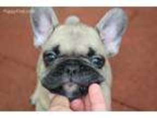 French Bulldog Puppy for sale in Newberry, SC, USA